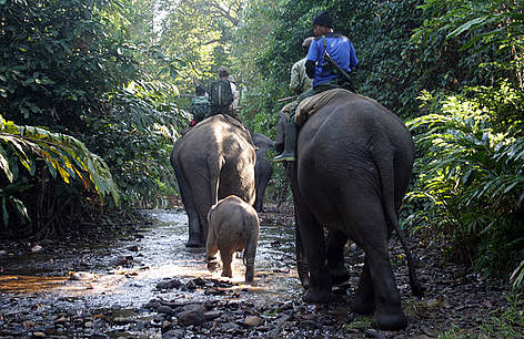 Patroli gajah sedang melakukan kegiatan patroli rutin di sekitar kawasan TNBBS
© WWF-Indonesia/marino rel=