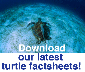 Button Banner Turtle Factsheet
© WWF
© WWF
