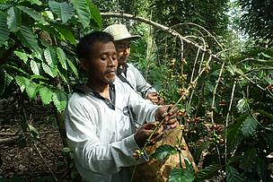 © WWF-Indonesia/Supriyanto
© WWF-Indonesia/Supriyanto