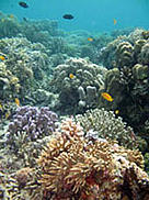 © WWF-Indonesia
© WWF-Indonesia