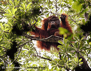 Orangutan
© WWF-Indonesia
© WWF-Indonesia