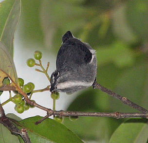 an elusive new bird species (Spectacled flowerpecker)
© WWF HoB Initiative/Richard Webster
© WWF HoB Initiative/Richard Webster
