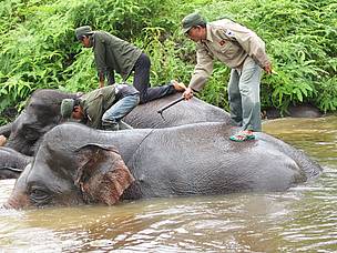 Bathing The Elephant. Roji captured Flying Squad’s mahouts bathing the Flying Squad’s elephants in ...
© WWF-Indonesia/ROJI Roji captured Flying Squad’s mahouts bathing the Flying Squad’s elephants in a small river inside ...
© WWF-Indonesia/ROJI