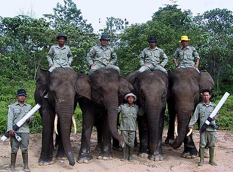 Flying Squad teams, the trained elephants and the mahouts, in Tesso Nilo National Park, Riau ...
© WWF-Indonesia/Syamsuardi rel=