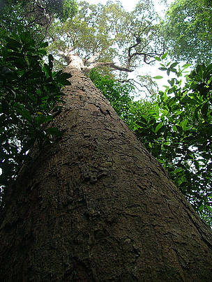 Mersawa tree (Anisoptera spp.) in Bukit Tigapuluh national park, Riau, Indonesia
© WWF-Indonesia/Sunarto
© WWF-Indonesia/Sunarto