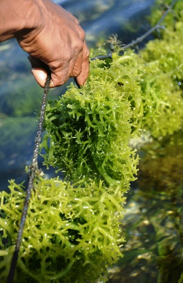 Sni rumput laut