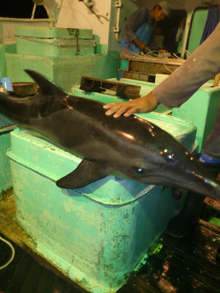 410 Koleksi Gambar Ikan Hiu Paus Lumba Lumba Gratis Terbaik