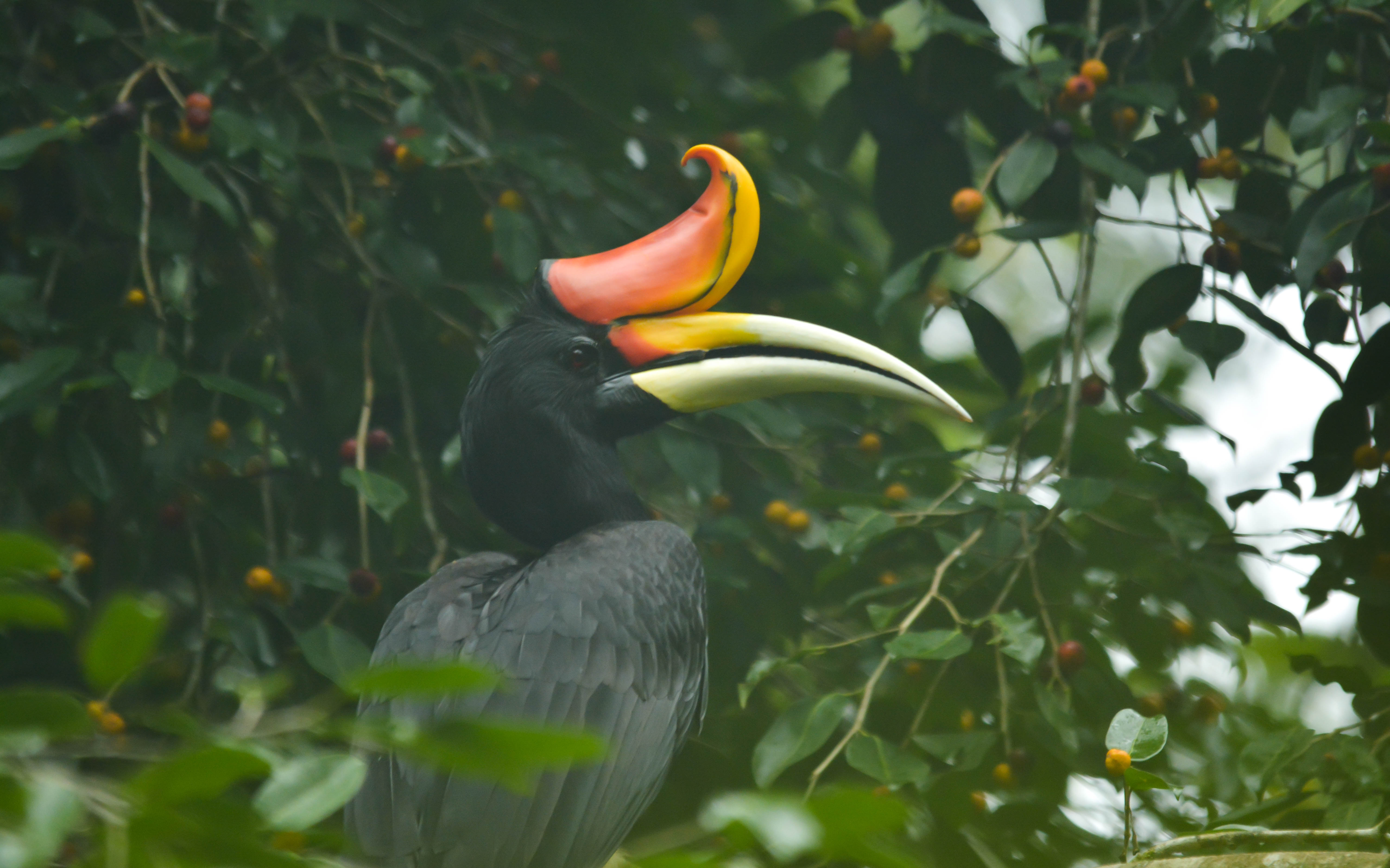 Menelusuri Potensi Wisata Bird Watching Di Taman Nasional Bukit