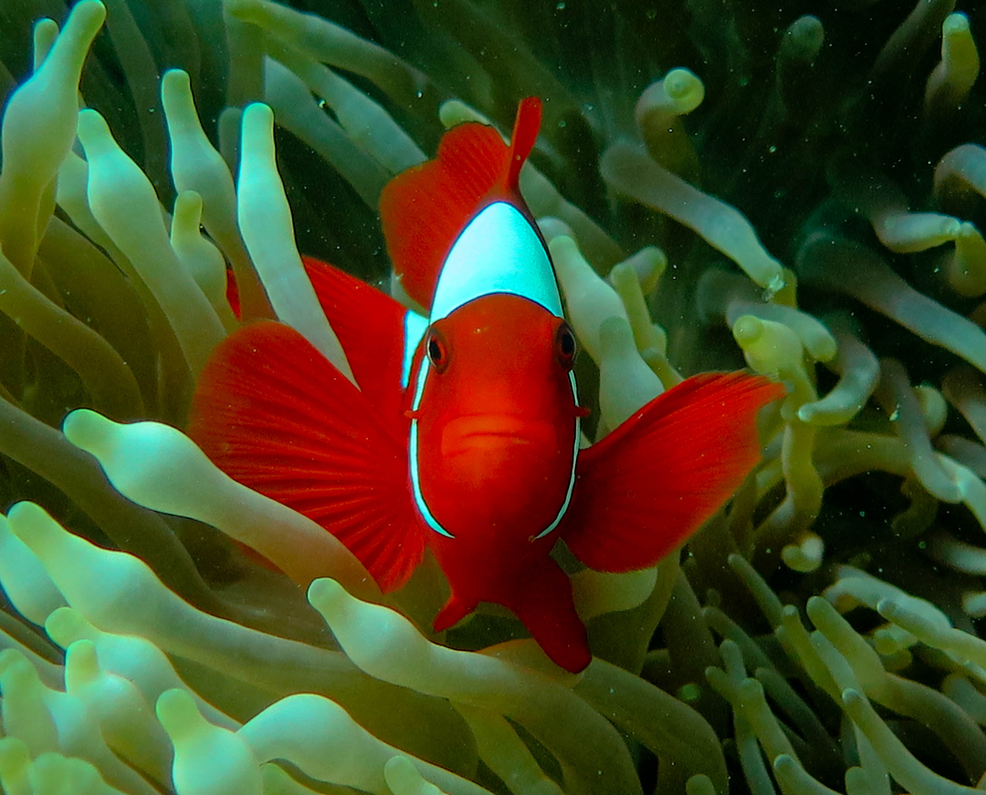 The Monitoring Of Coral Reefs Health In Cendrawasih Gulf National